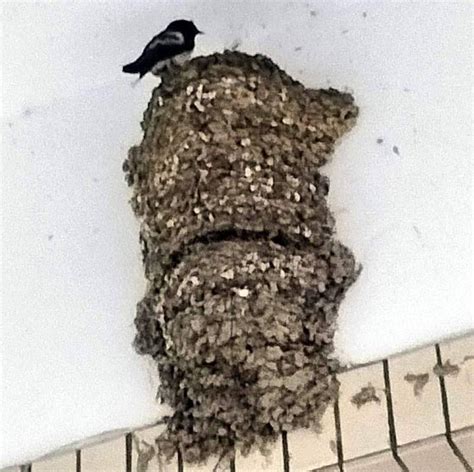 燕築巢 瀦水松